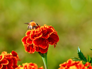 abeille fleur