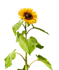Big sunflowers, Helianthus, blooming with green leaves, isolated on a white background