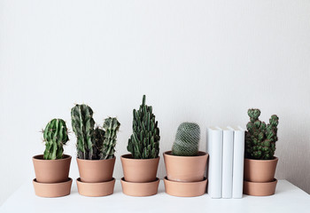 Cactus stand on a shelf in ceramic pots. On a white wall background. Interior decoration. Composition with books and cacti