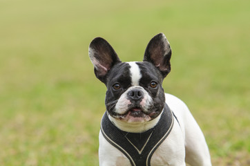 French bulldog posing for the camera