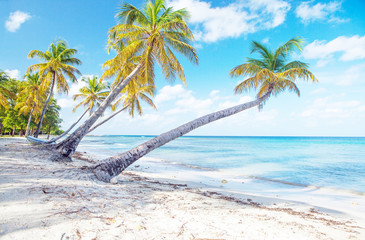 Caribbean Mustique Island one of the Grenadines tropical beach with palm trees and turquoise ocean...