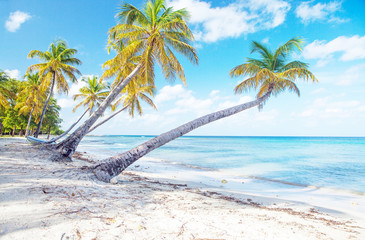 Caribbean Mustique Island one of the Grenadines tropical beach with palm trees and turquoise ocean water