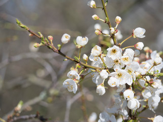 close up beautiful macro blooming white apple blossom bud flower twing with leaves, selective focus, natural bokeh background, copy space