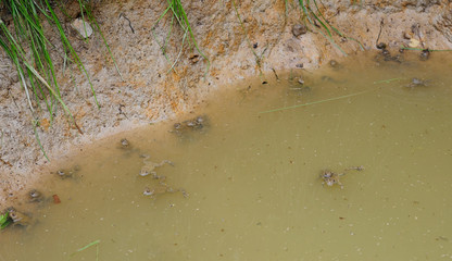  kleiner Teich mit vielen Gelbbauchunken (Bombina variegata) - small Pond with lots of ...