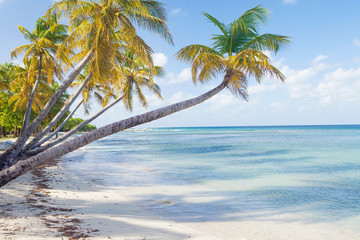 Caribbean Mustique Island one of the Grenadines tropical beach with palm trees and turquoise ocean water