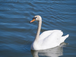 Fototapeta premium Close up white mute swan, Cygnus olor, swimming on lake blue water suface in sunlight. Selective focus