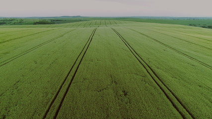 Drone Footage Of Grain Field. Agricultural Machinery Works In Field. Agriculture, Farming Concept.