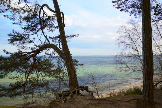 widok na klif z drzewami i Morze Bałtyckie, Gdynia in Poland