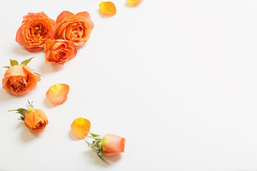 orange roses on white background