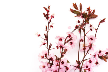 Cherry blossom , pink sakura flower isolated in white background