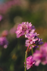 pink flower bokeh
