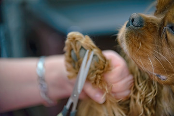 The paw of a dog is cut with scissors