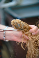 The paw of a dog is cut with scissors