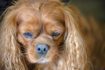 Naklejka premium Portrait of a Cavalier King Charles Spaniel dog