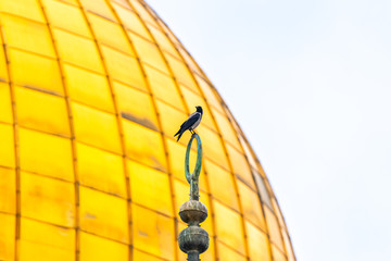 A crow sits on a Muslim symbol at the top of Dome of the Chain, against the backdrop of the Dome of the Rock on the Temple Mount in the Old Town of Jerusalem in Israel