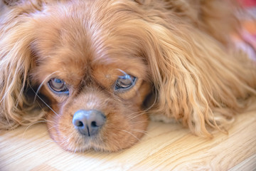 Portrait of a Cavalier King Charles Spaniel dog