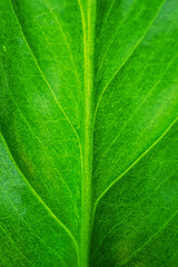 Green leaf close-up, macro, background.