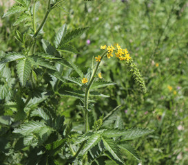 Yellow flowers of Agrimonia eupatoria blossoming in the field. Medicinal plant.