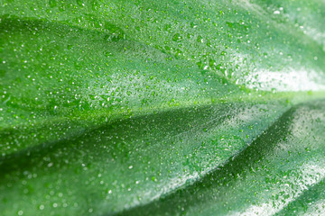 Green leaf close-up, macro, background.