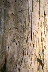 Obraz premium old wood texture