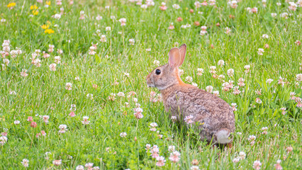 Cute easter rabbit is sitting on a grren meadow