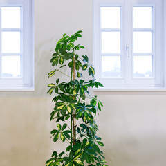 Zimmerpflanze Schefflera