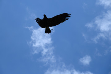 Adler im Flug