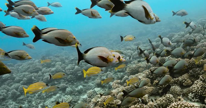 Underwater view of tropical fish in the Pacific. Marine life with fishes near coral reef in the Ocean. Diving in the clear water 4K
