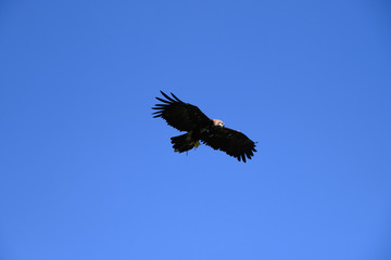 Adler im Flug