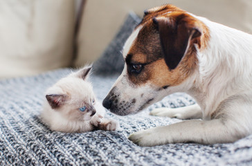 Dog and cat together