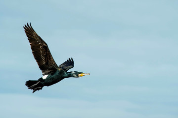 beautiful cormorant flying in a cloudy sky close up