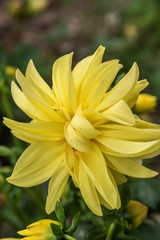 Yellow Dahlia in the garden
