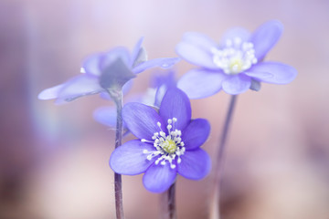 Fototapeta premium Blue spring flowers in the woods.