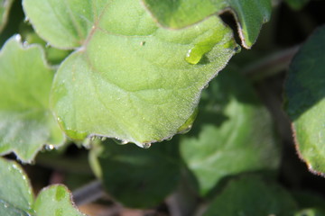 dew dripping on a leaf 
