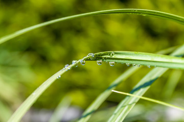 Vibrant Green Grass with Rain Droplet in Garden on Summer's Day 03