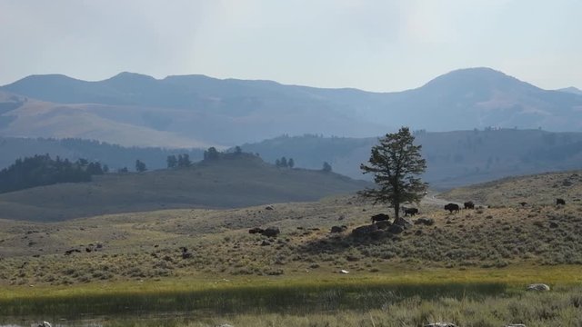 Buffalo grazing in the Lamar Valley of Yellowstone National Park, Wyoming