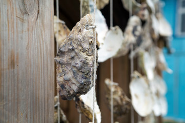 Seashells hanging on strings