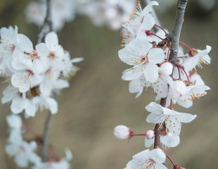 close up beautiful blooming white apple blossom bud flower twig, selective focus, natural bokeh background, floral spring frame, copy space