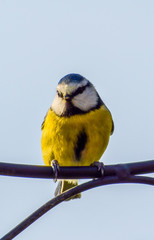 Blue Tit