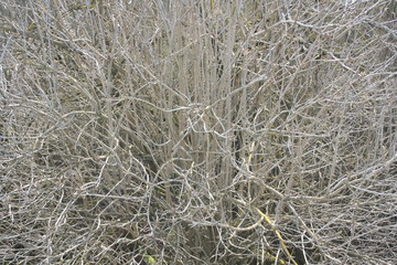 tree branches abstract background