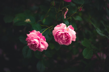 pink rose in the garden
