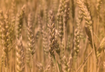 Fototapeta premium ear of wheat close-up on a light background
