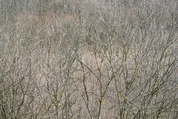 dry wood background