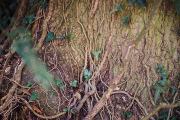 Nature background. Shallow depth of field.  