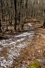 East bluff trail cuts through the woods and ascends to the cliffs at a state park in central Wisconsin