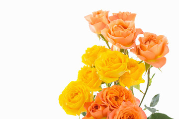 orange and yellow beautiful roses on white background