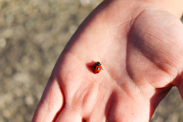 小さな手　小さな天道虫 © mika_m