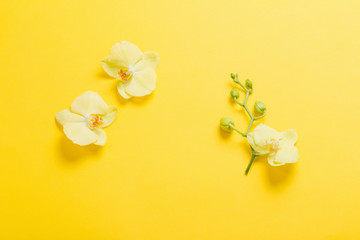 orchids flowers  on yellow paper background