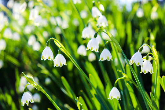 スノーフレーク Images Browse 3 545 Stock Photos Vectors And Video Adobe Stock