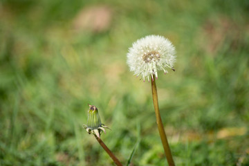  Close up on a dandelion flower covered with winged seeds